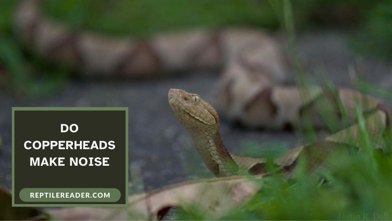 Do Copperheads Make Noise