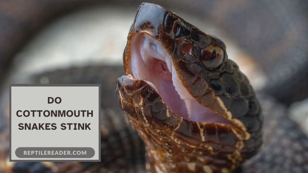 Do Cottonmouth Snakes Stink