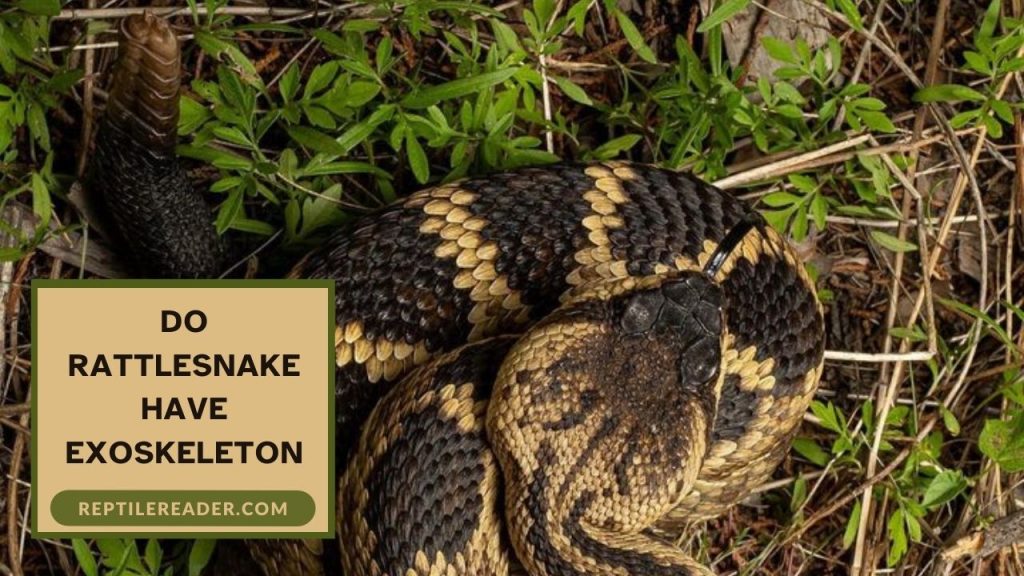 Do Rattlesnake Have Exoskeleton - Reptile Reader