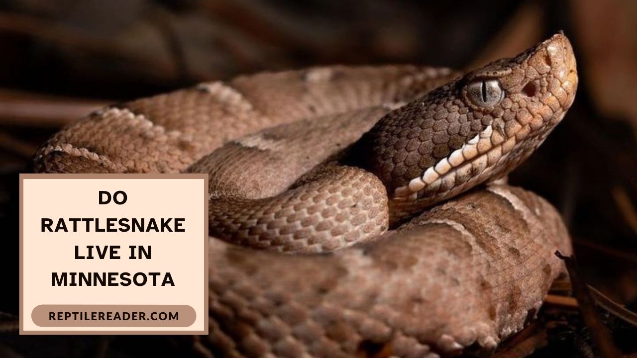 Do Rattlesnake Live in Minnesota