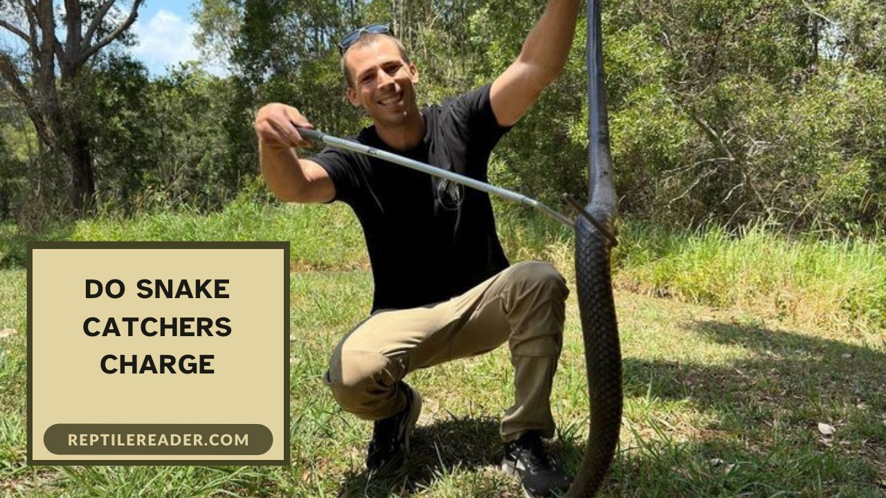 Do Snake Catchers Charge