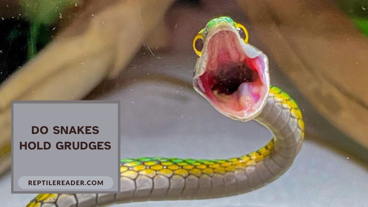 Do Snakes Hold Grudges