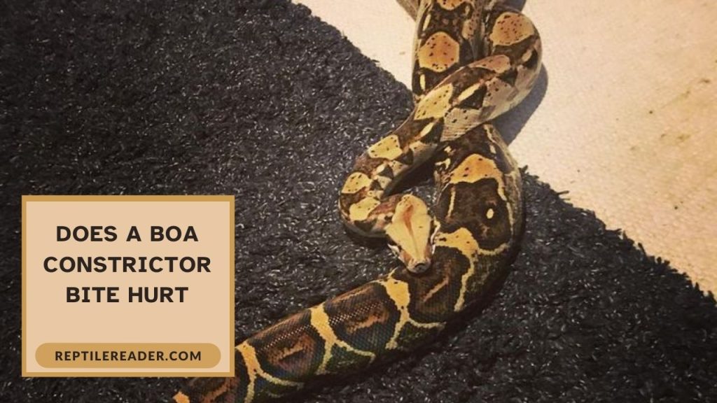 Does a Boa Constrictor Bite Hurt