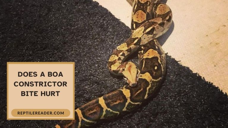Does a Boa Constrictor Bite Hurt