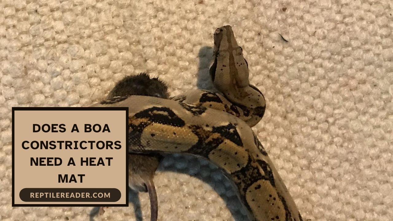 Does a Boa Constrictors Need a Heat Mat