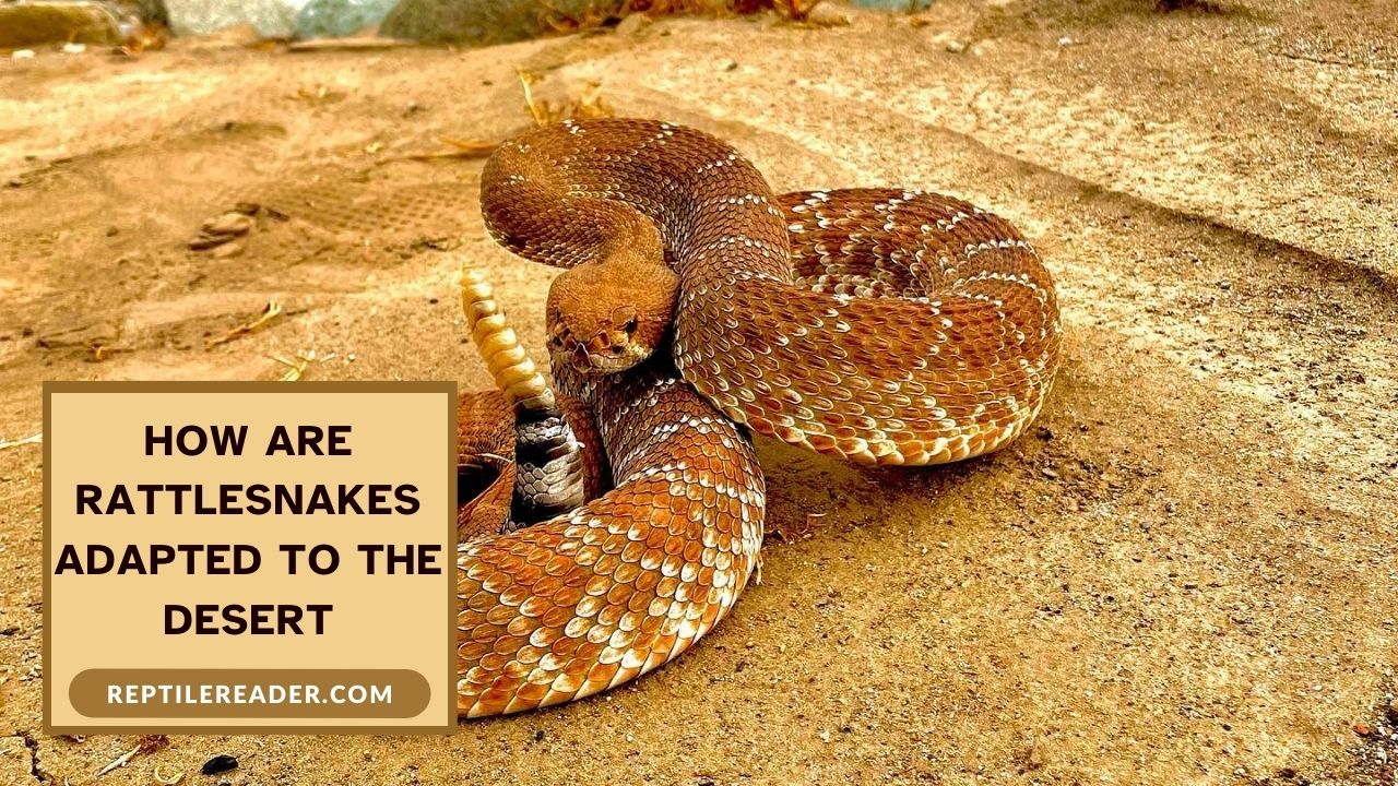 How Are Rattlesnakes Adapted to the Desert