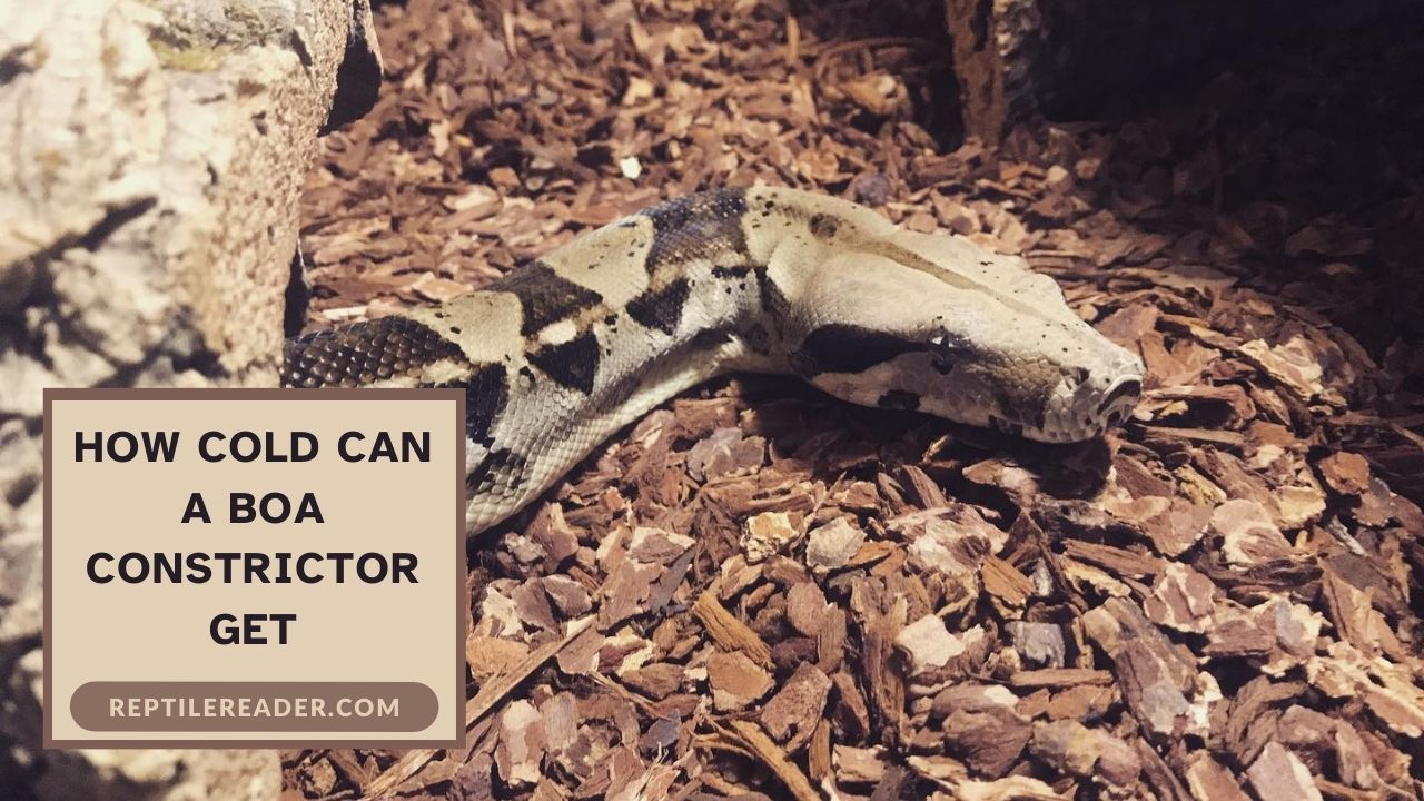 How Cold Can a Boa Constrictor Get