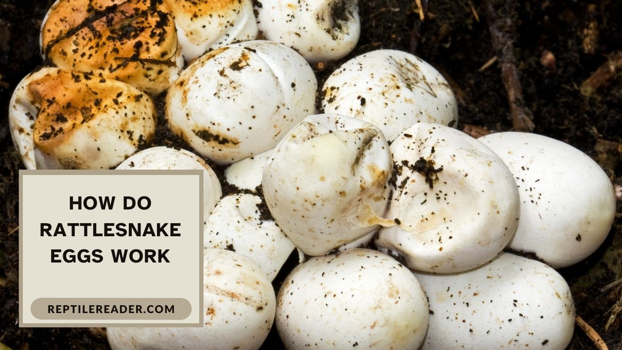 How Do Rattlesnake Eggs Work