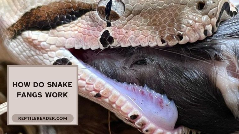 How Do Snake Fangs Work