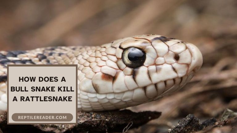 How Does a Bull Snake Kill a Rattlesnake