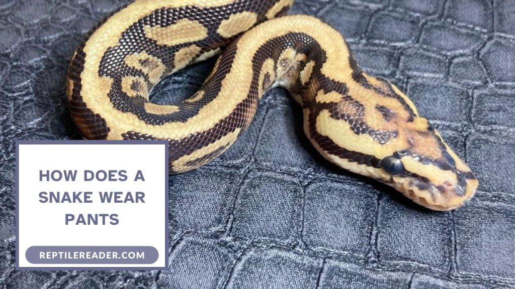 How Does a Snake Wear Pants