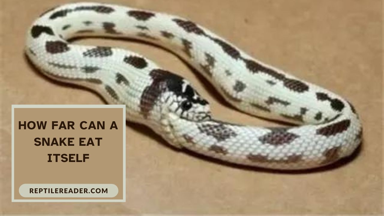 How Far Can a Snake Eat Itself