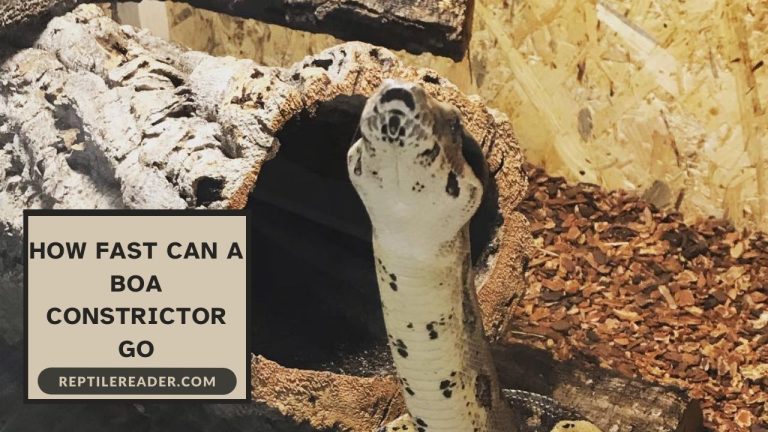 How Fast Can a Boa Constrictor Go