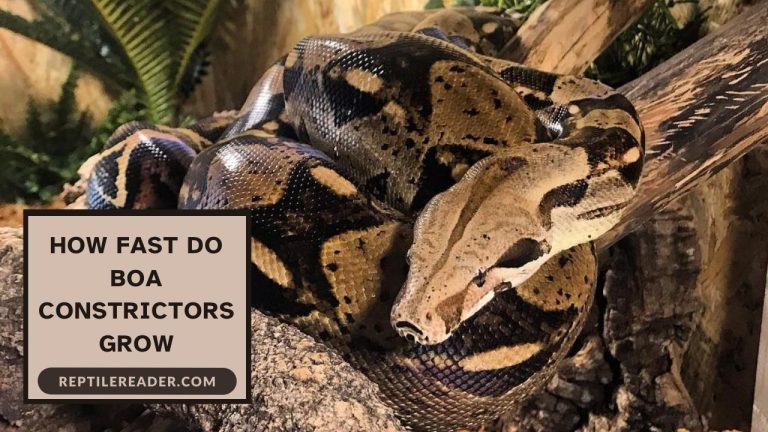 How Fast Do Boa Constrictors Grow