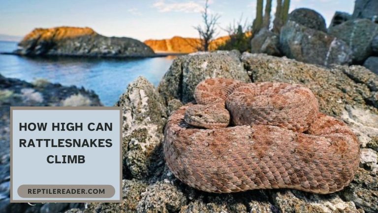 How High Can Rattlesnakes Climb