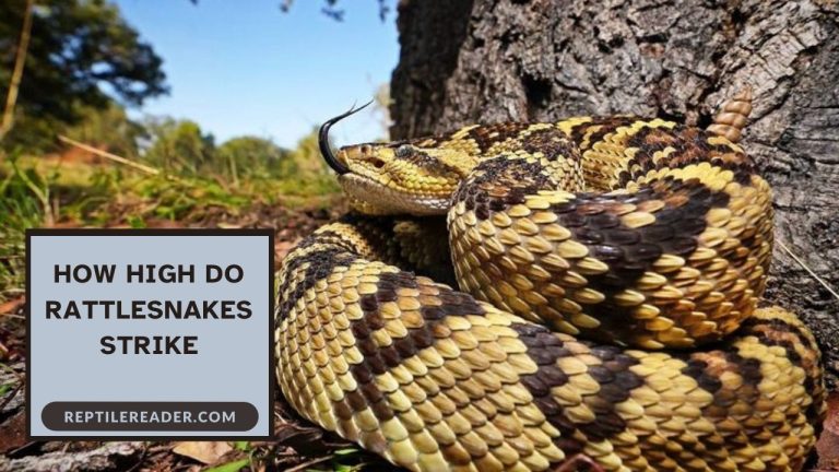 How High Do Rattlesnakes Strike