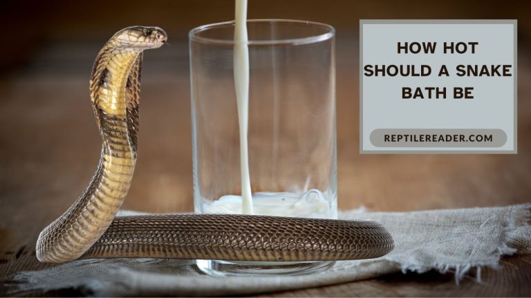 How Hot Should a Snake Bath Be