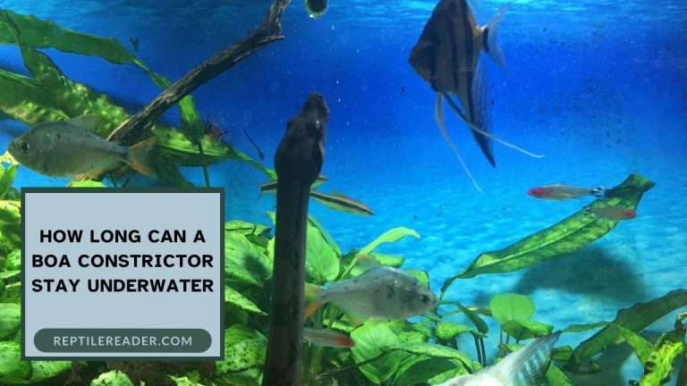 How Long Can a Boa Constrictor Stay Underwater