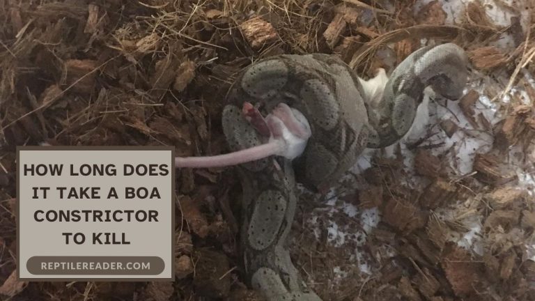 How Long Does It Take a Boa Constrictor to Kill