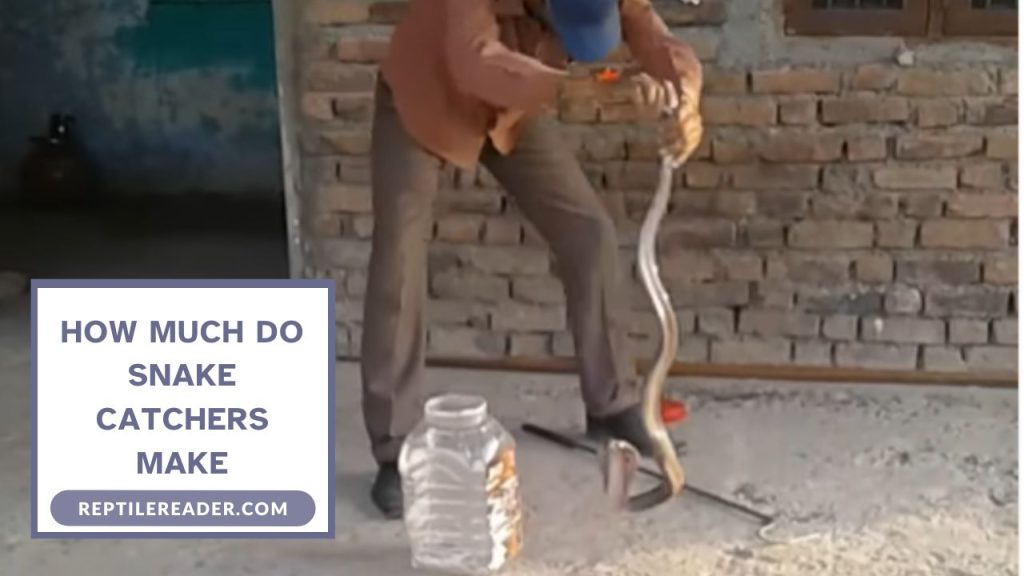 How Much Do Snake Catchers Make