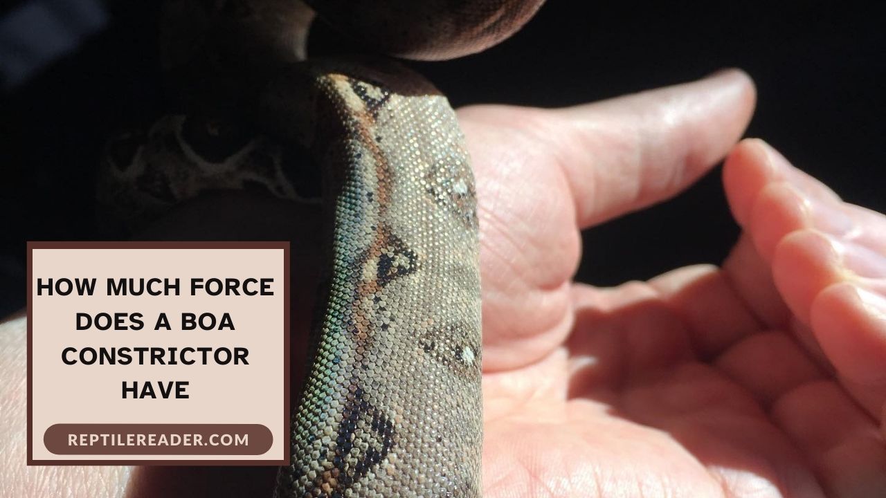 How Much Force Does a Boa Constrictor Have