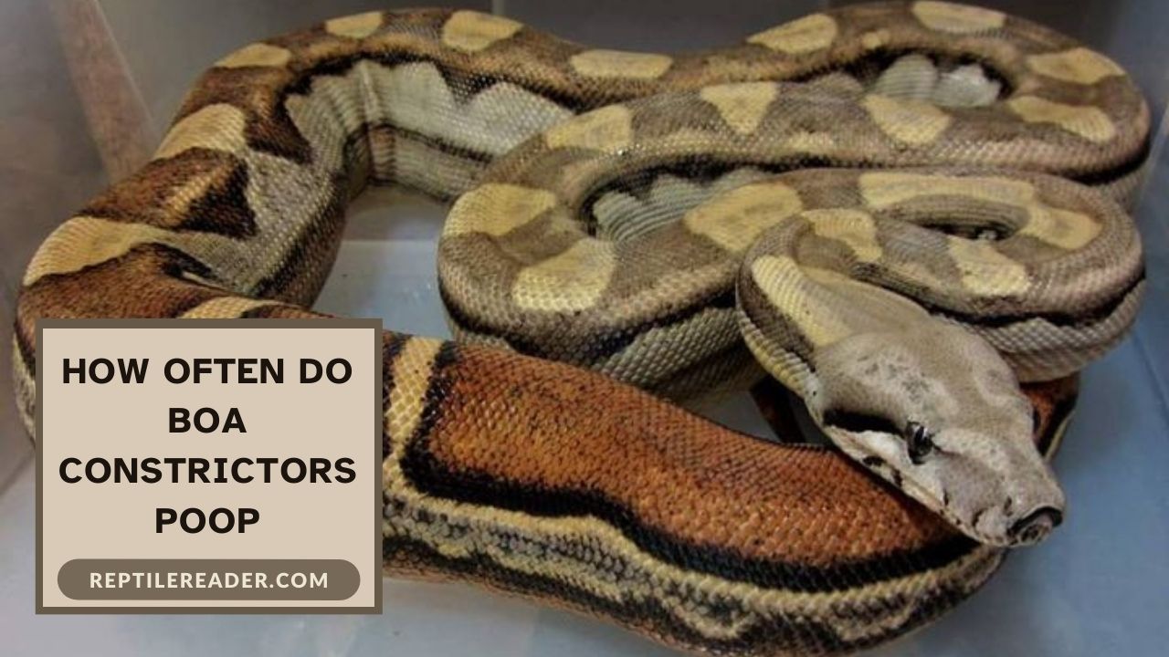 How Often Do Boa Constrictors Poop