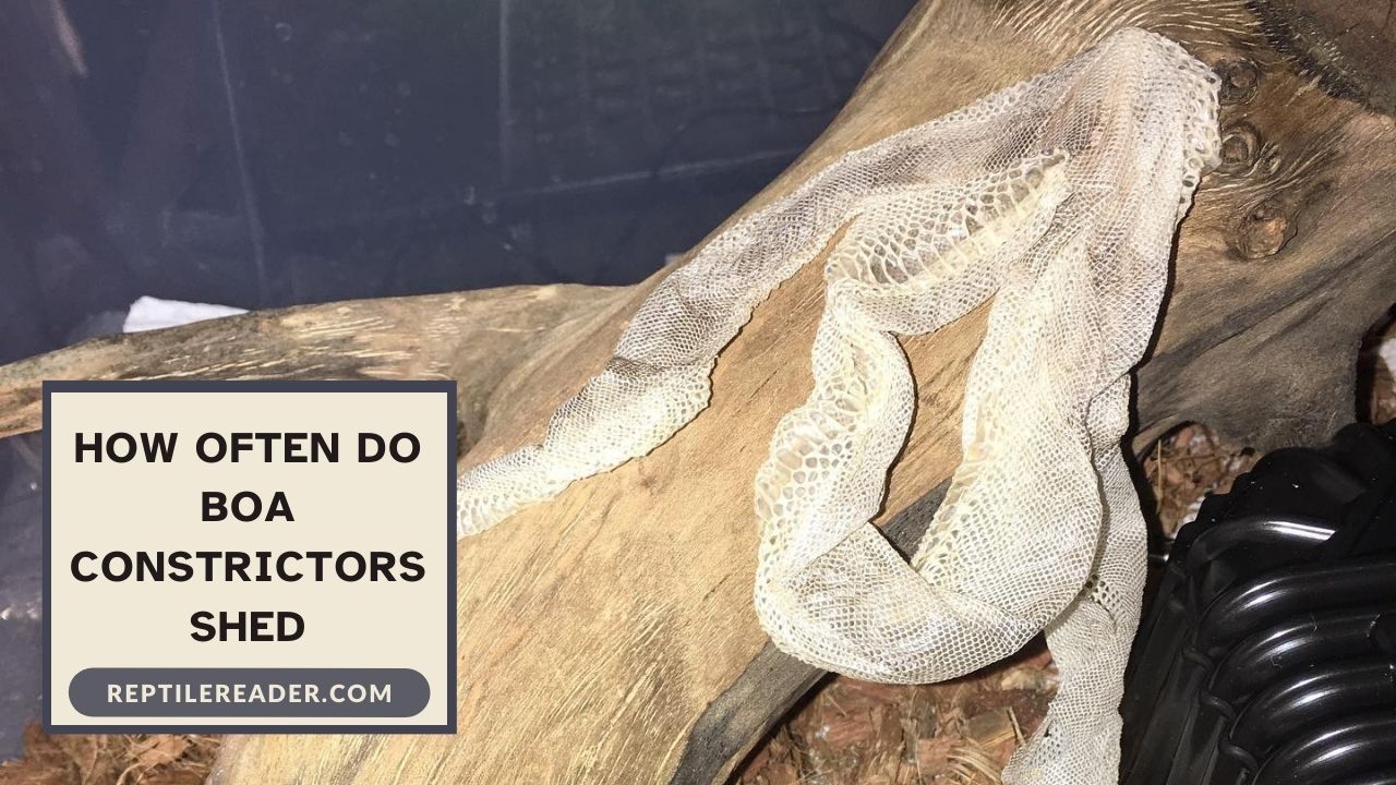 How Often Do Boa Constrictors Shed