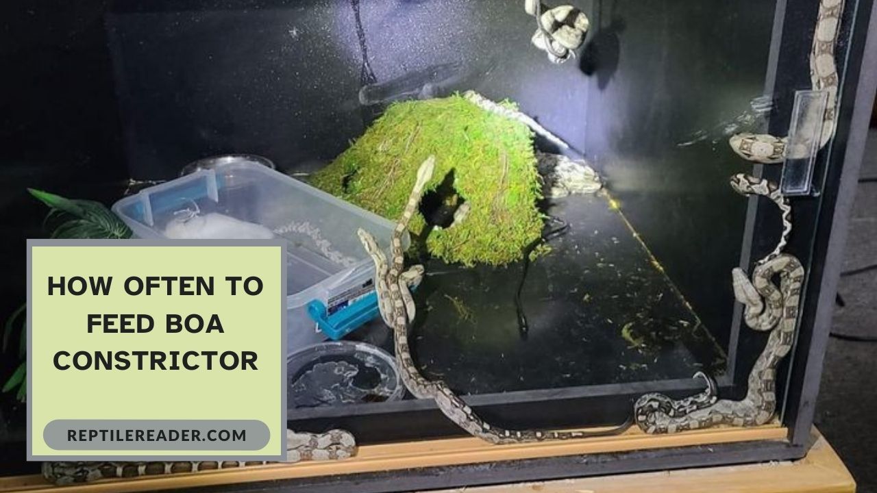 How Often to Feed Boa Constrictor