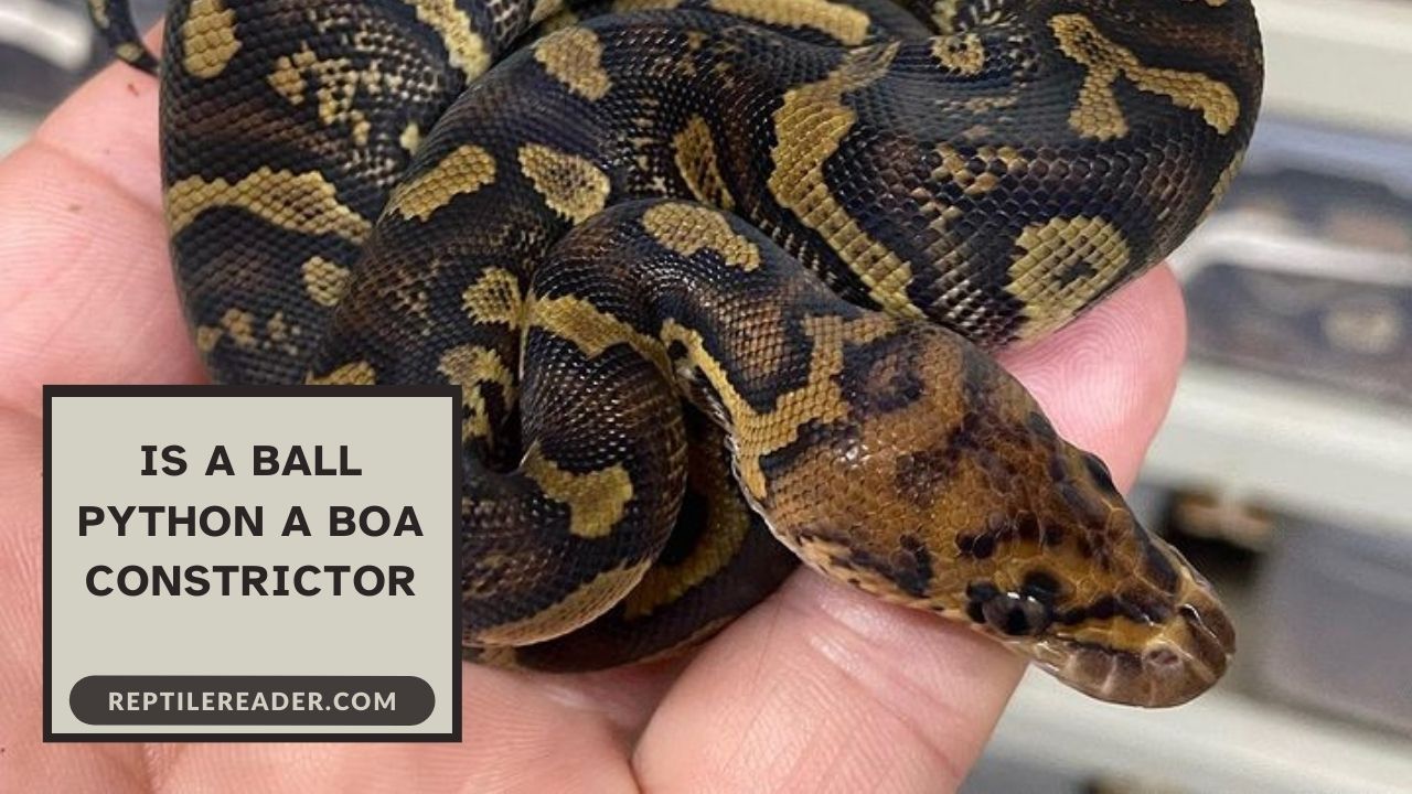 Is a Ball Python a Boa Constrictor