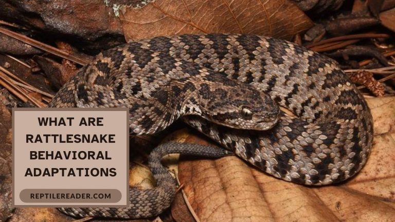 What Are Rattlesnake Behavioral Adaptations