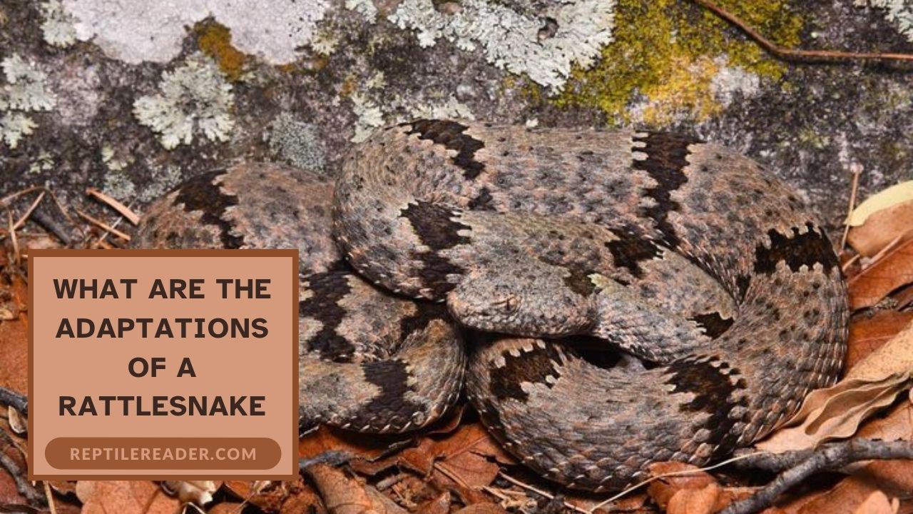 What Are the Adaptations of a Rattlesnake