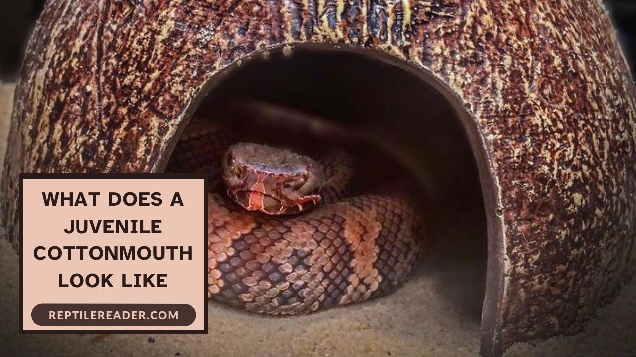 What Does a Juvenile Cottonmouth Look Like