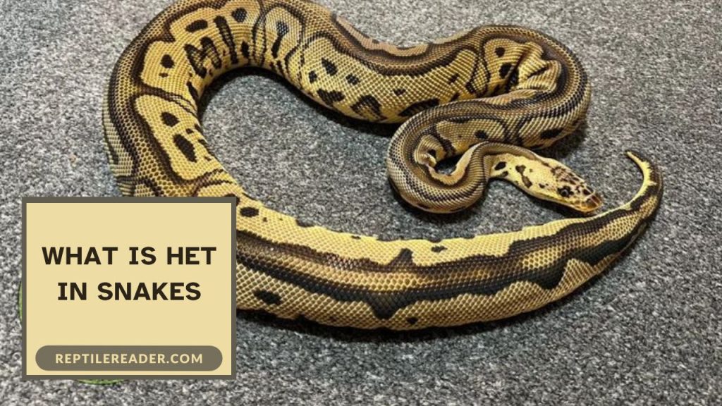 What Is Het In Snakes - Reptile Reader