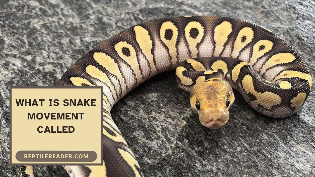 What Is Snake Movement Called