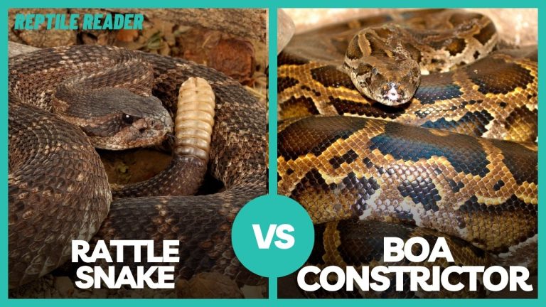 What Is the Difference Between a Rattlesnake and a Boa Constrictor