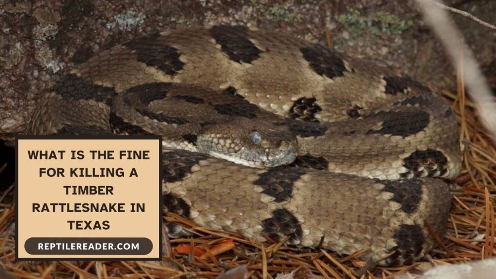 What Is the Fine for Killing a Timber Rattlesnake in Texas - Reptile Reader