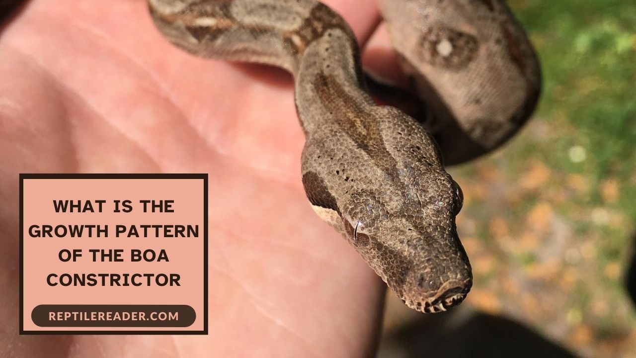 What Is the Growth Pattern of the Boa Constrictor