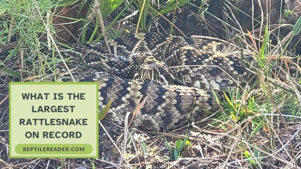 What Is The Largest Rattlesnake On Record - Reptile Reader