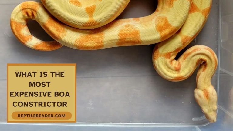 What Is the Most Expensive Boa Constrictor