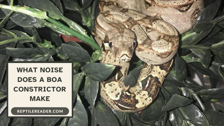 What Noise Does a Boa Constrictor Make