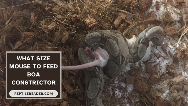 What Size Mouse to Feed Boa Constrictor