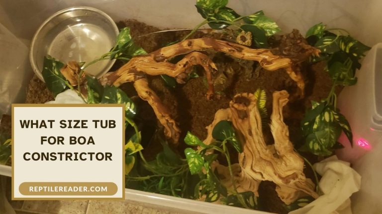 What Size Tub for Boa Constrictor