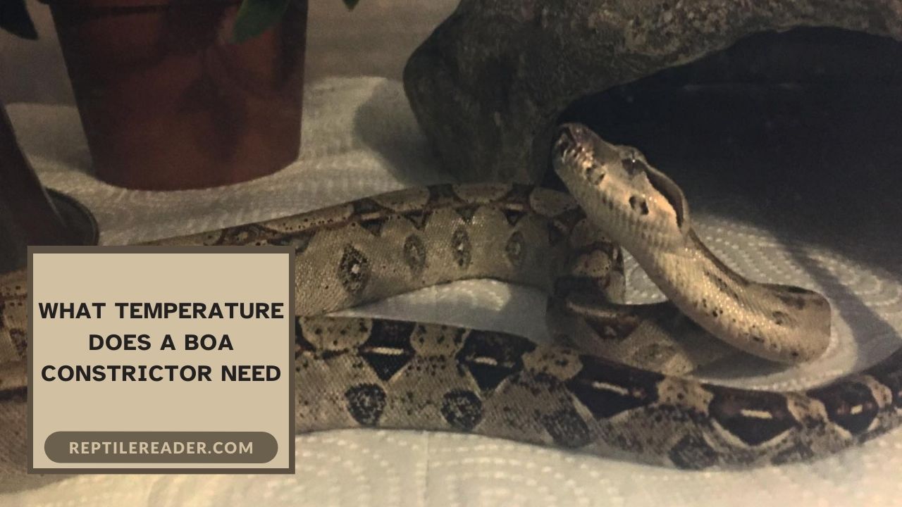 What Temperature Does a Boa Constrictor Need