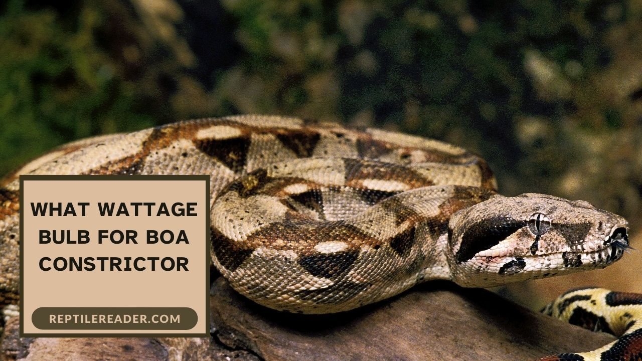 What Wattage Bulb for Boa Constrictor