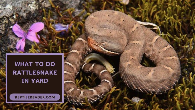 What to Do Rattlesnake in Yard