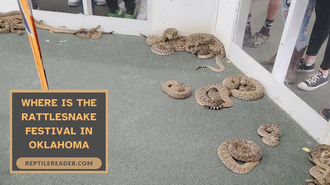 Where Is the Rattlesnake Festival in Oklahoma Reptile Reader