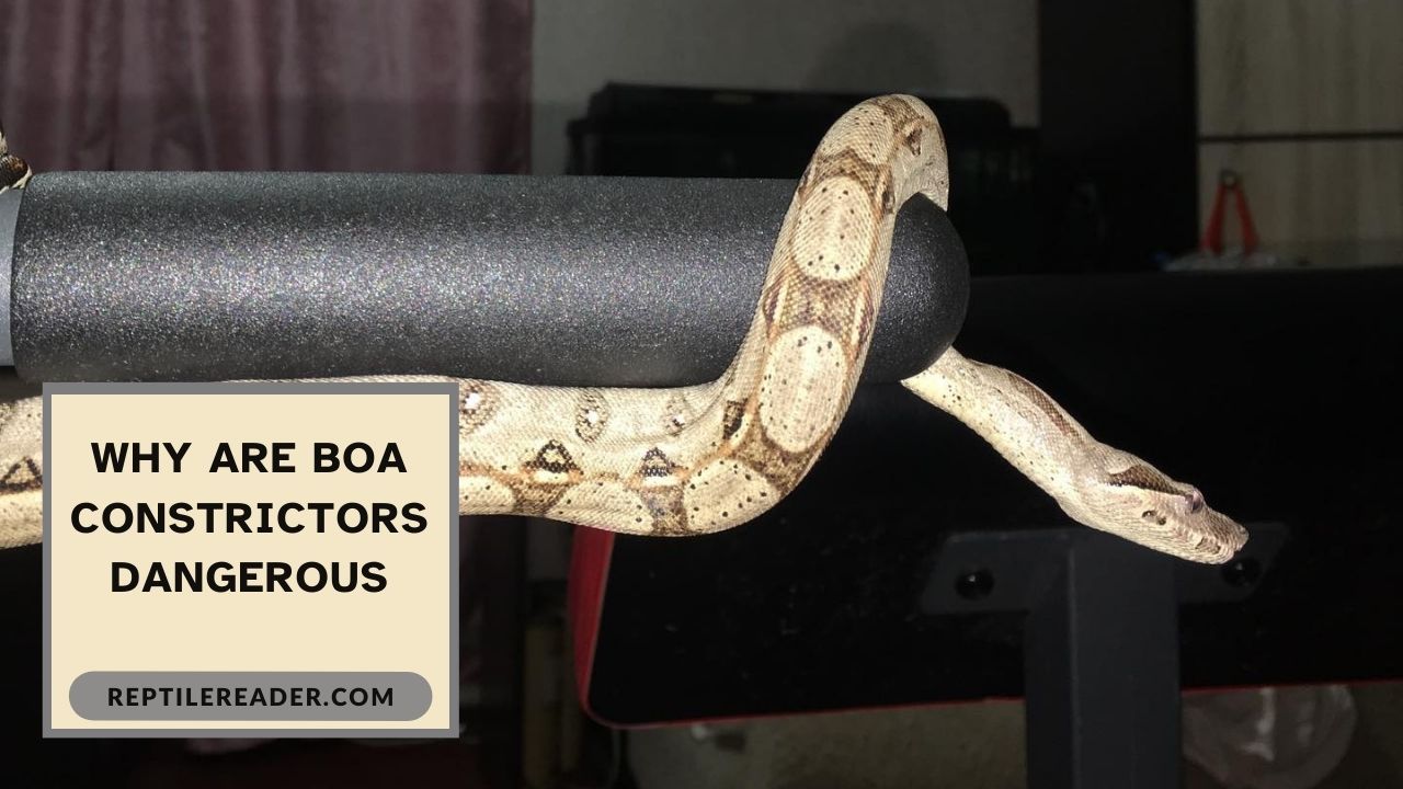 Why Are Boa Constrictors Dangerous