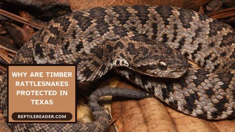 Why Are Timber Rattlesnakes Protected in Texas