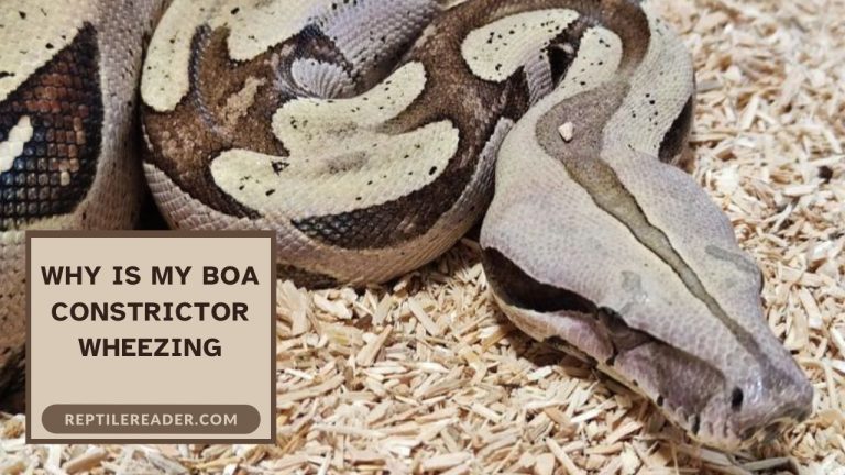 Why Is My Boa Constrictor Wheezing