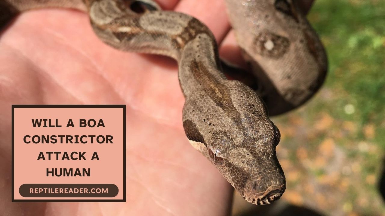 Will a Boa Constrictor Attack a Human